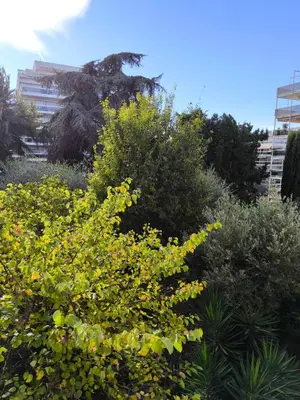 Jardin de l'établissement SELI 2 pièces Classé 52 M2 terrasse 20m2 Plages Piscine Antibes Juan Parking