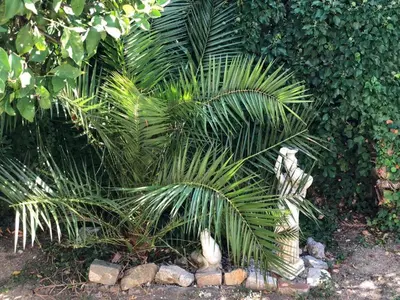 Jardin de l'établissement Appartement dans la villa 