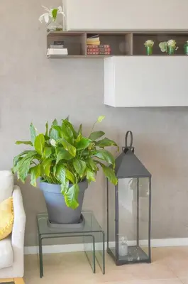Plan de l'établissement FRGK 'Etoile du sud TERRASSE Vue Mer PALM BEACH WIFI FIBRE'