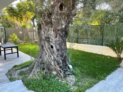 Jardin de l'établissement Joli Rez de jardin 4 pièces à Cagnes sur Mer