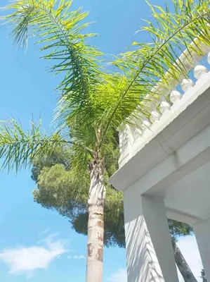 Plan de l'établissement Villa Lion, gorgeous villa in Le Cannet overlooking Cannes