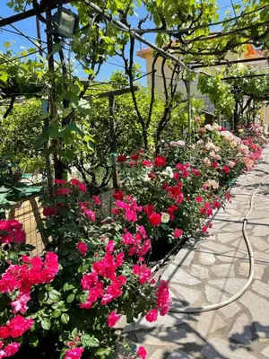 Jardin de l'établissement Lumineux 2 pièces haut de villa