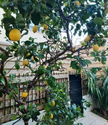 Jardin de l'établissement Glamorgan
