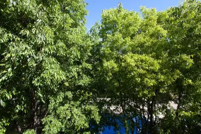 Plan de l'établissement Superbe appartement loft vieil Antibes