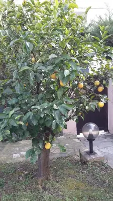 Jardin de l'établissement Villa Bruyere