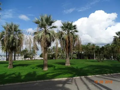 Jardin de l'établissement Palm beach Cannes Azur