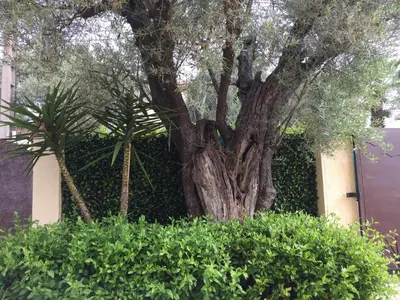 Jardin de l'établissement Villa L'Adret et sa piscine