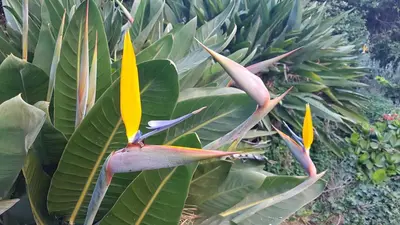 Jardin de l'établissement Orangeraie du Cap d'Antibes